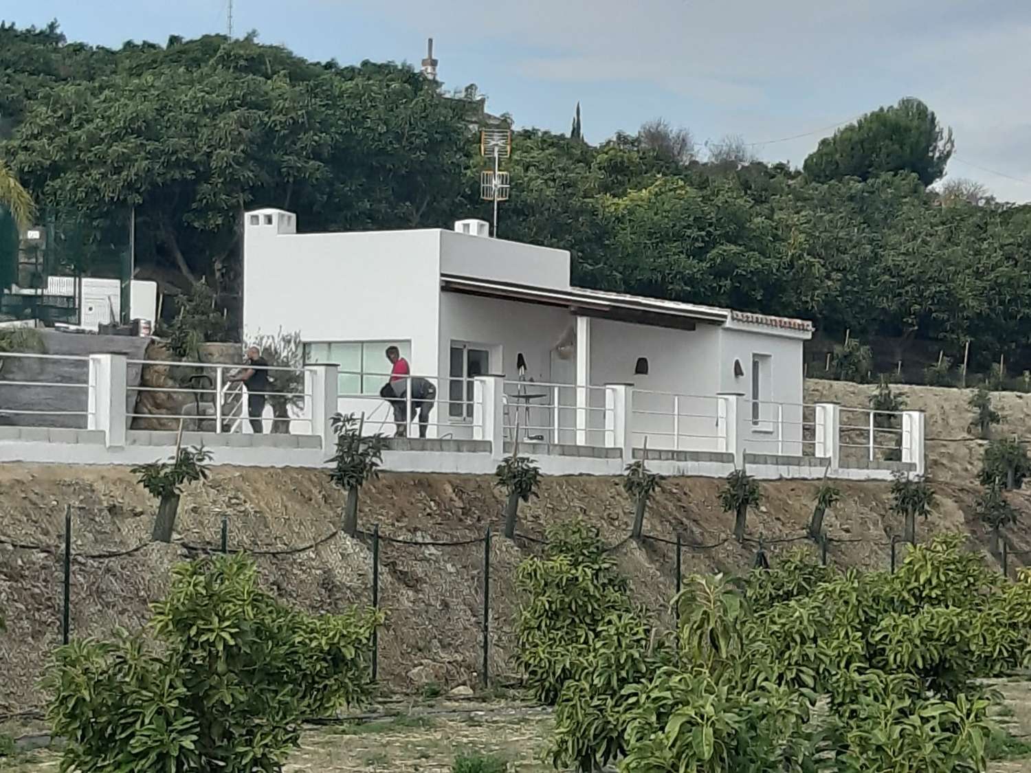 Estupenda finca de aguacates con casa-cortijo en Salobreña